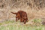 SETTER IRLANDAIS 267